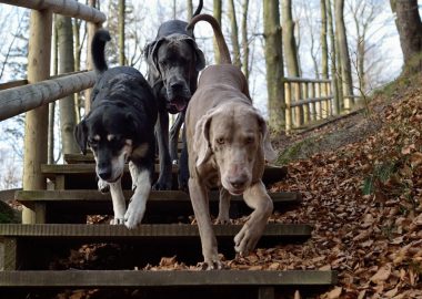 3-hunde-paa-vej-ned-ad-en-trappe-i-skoven